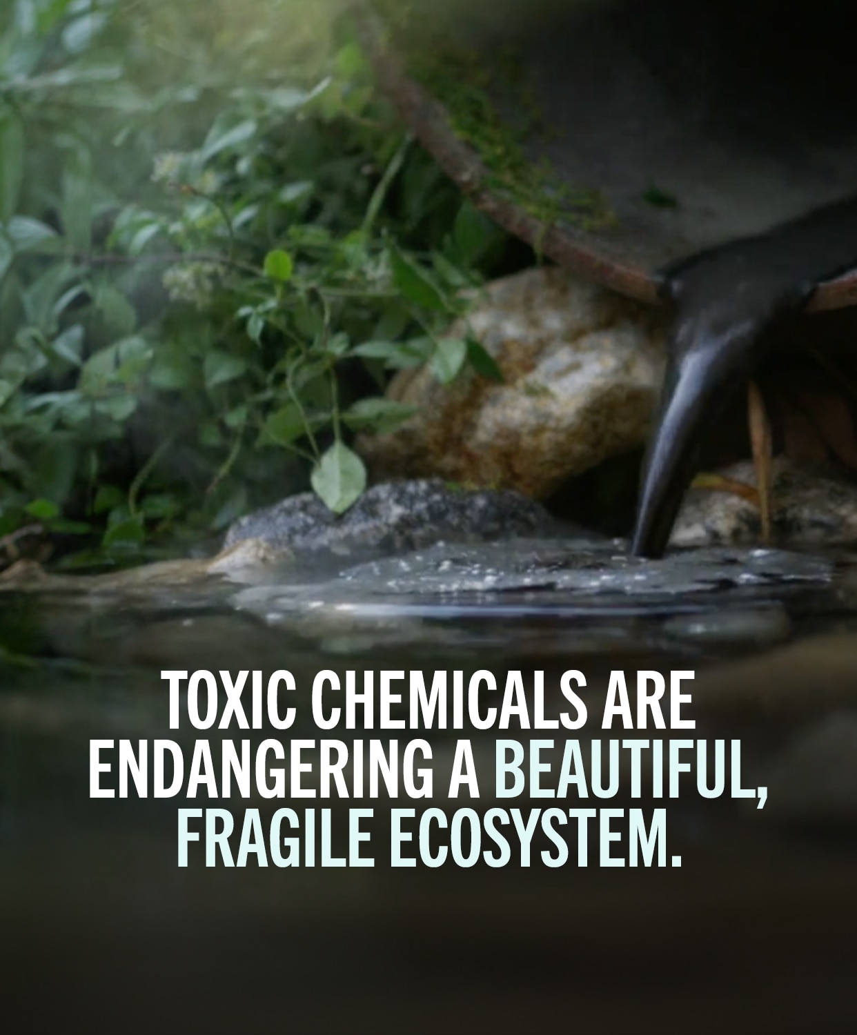 Toxic chemicals are endangering a beautiful, fragile ecosystem.
