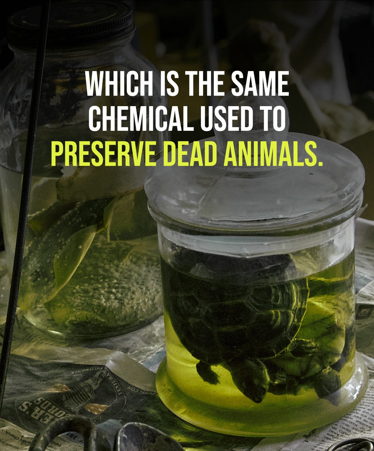 Which is the same chemical used to preserve dead animals